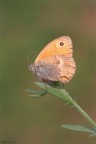 Coenonympha pamphilus Coenonympha pamphilus