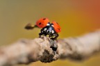 Coccinella Coccinella