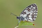 Melanargia Melanargia