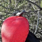 Lo spettacolo delle fregate su North Seymour (1) Lo spettacolo delle fregate su North Seymour (1)