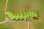 Bruco di Saturnia pavoniella Bruco di Saturnia pavoniella