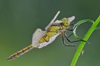 Orthetrum cancellatum Orthetrum cancellatum