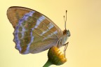 F13, 1/20, ISO 100
-Nymphalidae-
E' la pi bella farfalla, dopo il Papilio Machaon, che abbia mai fotografato.
I colori della trama alare sono fantastici, ha delle fasce argentee e violacee, poi le nervature solide e le scaglie molto fitte completano questa bellissima ala.
Il soggetto rappresentato  una femmina adulta.

[url=http://i1128.photobucket.com/albums/m500/hawkeye691/_MG_7602-1800-per-il-web.jpg][b]Clicca qui per la versione ad alta risoluzione![/b][/url]