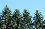 Nikon D5000 - vr 18/105
f11
1/125 sec
Focale 38
Priorit diaframma