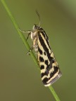 ...piccola falena diurna...