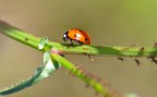 Coccinella Coccinella