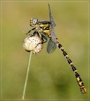 Onychogomphus uncatus