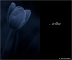 :: ... in blue