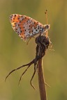 melitaea melitaea