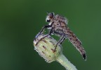 Machimus arthriticus Machimus arthriticus