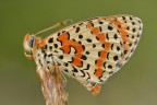 melitaea cassica in classica posa
