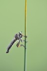 Mosca Mosca