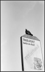 Scansione da negativo Kodak 400 TX esposto ad EI 320
Ottica Yashica ML 50 mm f/1.7