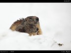 Marmotta # 1 - con cucciolo Marmotta # 1 - con cucciolo
