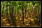MTB|UpInTheWoods MTB|UpInTheWoods