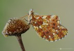 Boloria clossiana dia Boloria clossiana dia