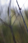 SUmaca SUmaca
