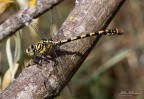 O. Forcipatus