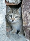 Gattino Gattino