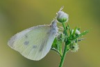Pieris rapae Pieris rapae
