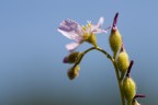 Fiore Drosera Filiformis Fiore Drosera Filiformis