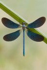 ...Calopteryx Splendens... ...Calopteryx Splendens...