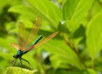 Libellula Libellula