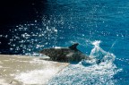 Splash!!!! Splash!!!!