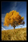 Albero Albero