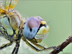 Sympetrum fonscolombii Sympetrum fonscolombii