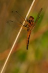 Libellula Libellula