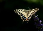 Papilio Machaon Papilio Machaon