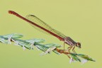 Ceriagrion tenellum Ceriagrion tenellum