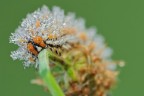 Melitaea didyma Melitaea didyma