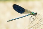 Calopteryx splendens Calopteryx splendens