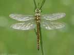 Aeshna affinis (Vander Linden, 1820) - Aeshnidae Aeshna affinis (Vander Linden, 1820) - Aeshnidae