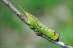 Cerura vinula Cerura vinula