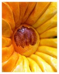 innaturalfiore