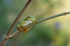Hyla 2011