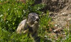 Marmotta Marmotta