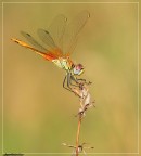 Simpetrum Fonscolombi Simpetrum Fonscolombi