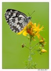 Melanargia Galathea Melanargia Galathea