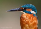 Martin pescatore comune (Alcedo atthis) Martin pescatore comune (Alcedo atthis)