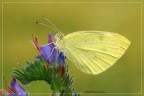Pieris Rapae Pieris Rapae
