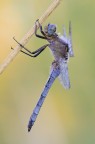 Orthetrum coerulescens Orthetrum coerulescens