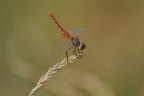Libellula Libellula
