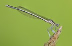 Platycnemis pennipes