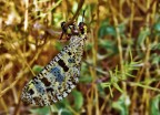 libellula