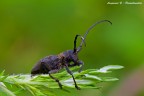 Coleottero Cerambycidae (?????) 3.000 pixel Coleottero Cerambycidae (?????) 3.000 pixel