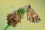 Pyrgus malvoides Pyrgus malvoides